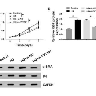 Hg Induced Proliferation And Fibrosis In Mcs Were Abolished By Wt