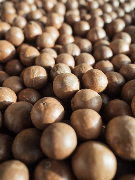 Bulk Macadamia Nuts Waliz Nuts Pty Ltd