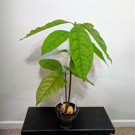 The Guide To Grow Avocados In A Pot Easily And Successfully