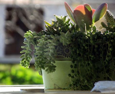 5 best indoor succulents | types of succulents - Naturebring