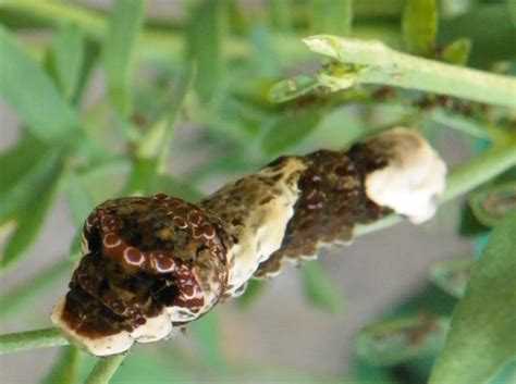 Giant Swallowtail Caterpillars in New York - What's That Bug?