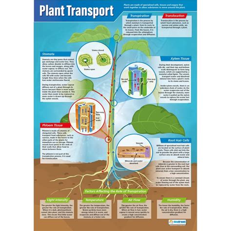 Plant Transport Poster - Daydream Education