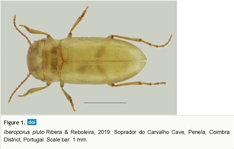 Figure 1 from Cave-adapted beetles from continental Portugal | Semantic ...