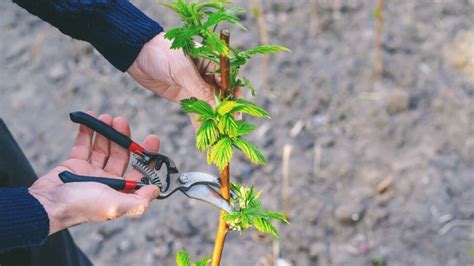 How To Prune Raspberries The Rustic Elk