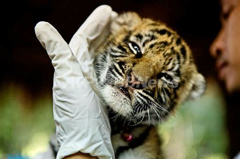 密輸されるトラの子野生動物の違法取引は年間190億ドル 写真2枚 国際ニュースAFPBB News