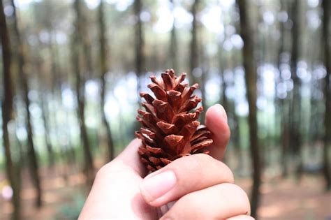 Premium Photo Cropped Hand Of Woman Holding Pine Cone Outdoors