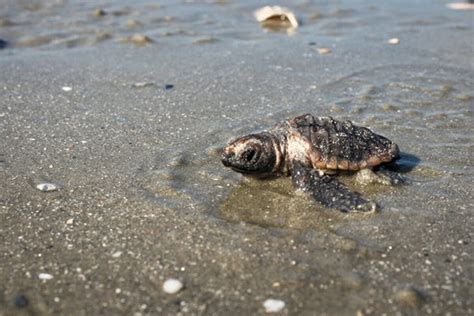 2020s Sea Turtle Nesting Season Encouraging The Island News Beaufort Sc