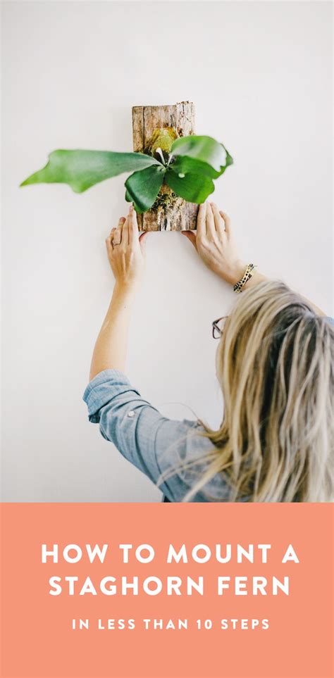 How To Mount A Staghorn Fern On A Board Easy DIY Staghorn Fern