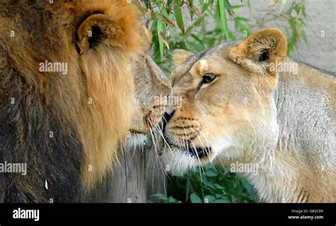 London Zoo animals Stock Photo - Alamy