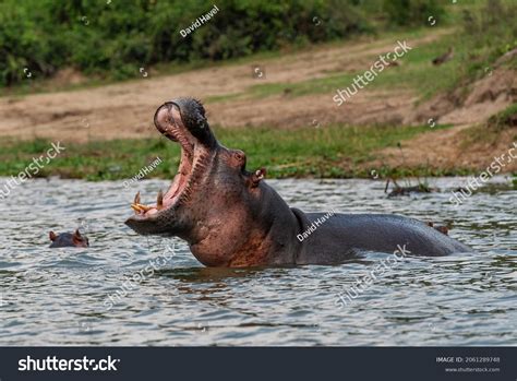 1,171 Congo River Wildlife Royalty-Free Photos and Stock Images ...