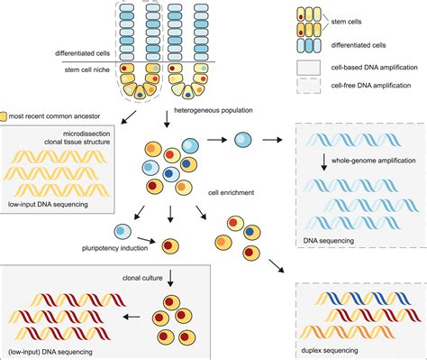 Stem cell mutations, associated cancer risk, and consequences for regenerative medicine: Cell ...