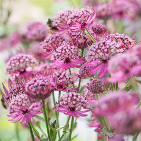 Szk Ka Bylin Dobrepole Astrantia Major Cerise Button Jarzmianka