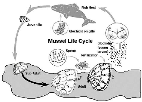 Zebra Mussel Life Cycle