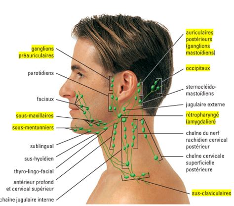 Peau Syst Me Lymphatique Karteikarten Quizlet