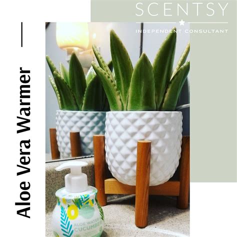 Scentsy Aloe Vera Warmer Scentsy Aloe Scentsy Consultant Ideas