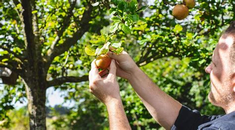 Arbres Fruitiers Comment S Assurer Une Belle R Colte C T Maison