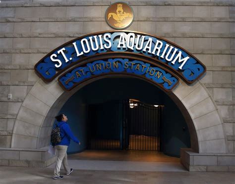 A Big Splash Your Guide To St Louis Aquarium At Union Station Arts