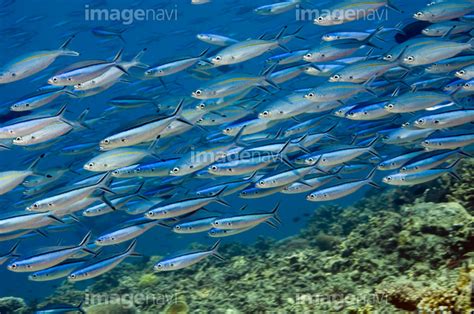 【珊瑚礁 サンゴ 水産動物 水中 生物学 生物海洋学 多い】の画像素材64033536 写真素材ならイメージナビ