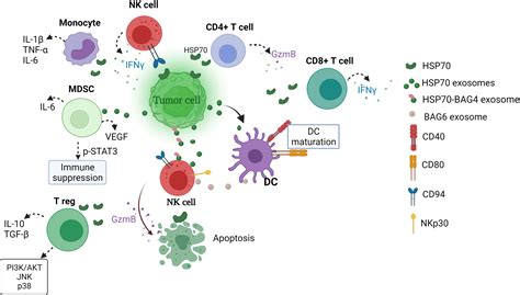 Frontiers The HSP Immune Network In Cancer