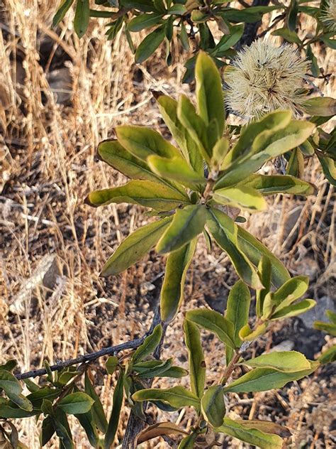 Hua Il Proustia Cuneifolia Vivero Pumahuida