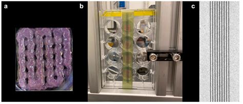 Ijms Free Full Text Evaluating The Suitability Of 3d Bioprinted