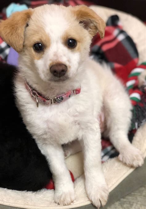 Happy tails puppies adoption rates are hitting an all time high 11