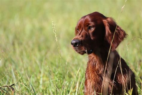 Gibier Tir Echelle De Valeur Soci T Centrale Canine