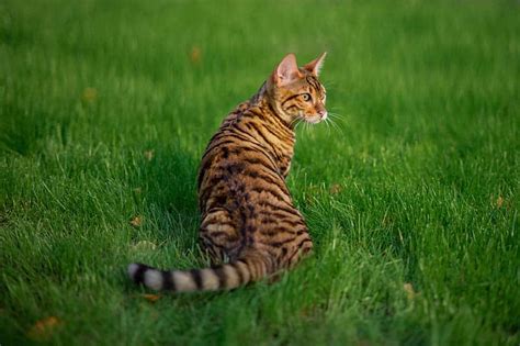 5 Beautiful Toyger Cat Colors (With Pictures) - Catster