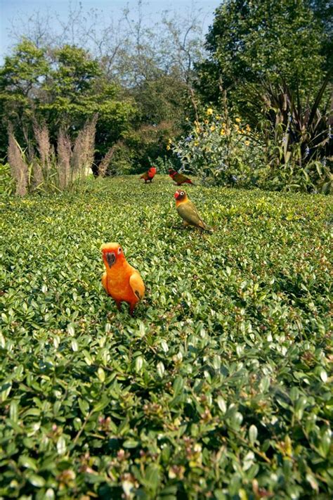 Marisol Villanueva Bird Mix Clamp