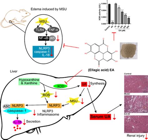 Ellagic Acid Exerts Beneficial Effects On Hyperuricemia By Inhibiting