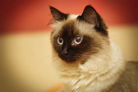 590+ Birman Cat Names - Unique Ways To Name Your Birman Cat