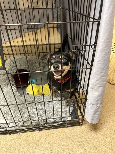 peninsula regional animal shelter adoptions newport news va