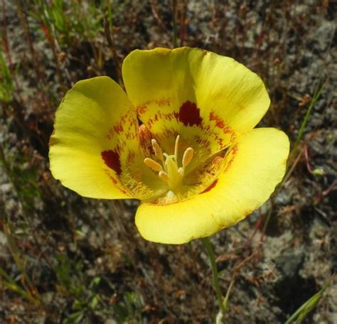 Calochortus luteus | Pacific Bulb Society