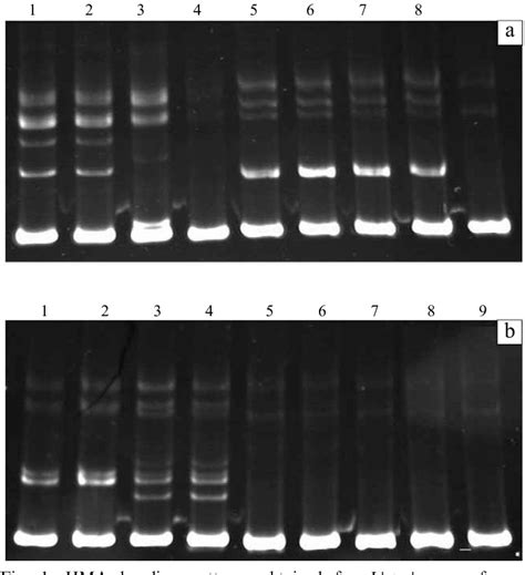 Figure 1 From Heteroduplex Mobility Assay For The Identification Of