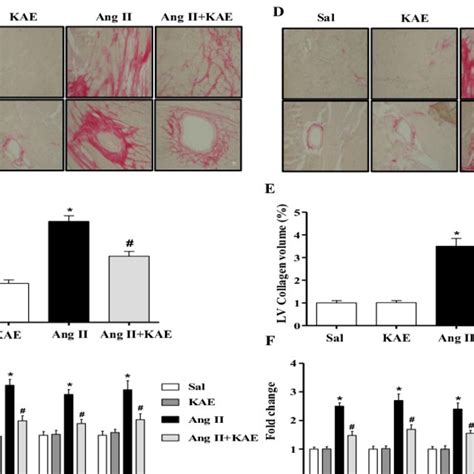 The Effect Of KAE On AngII Induced Cardiac Fibrosis Histological