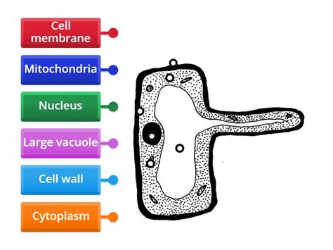 Root Hair Cell Labelled Diagram