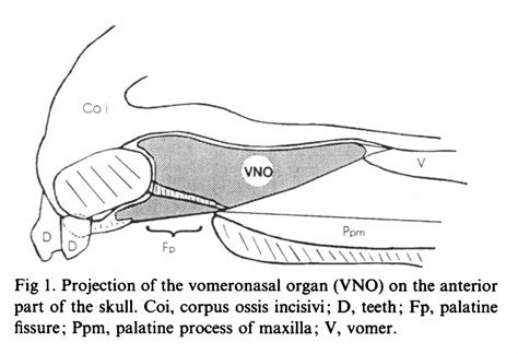 Anatomy of the Jacobson’s (vomeronasal) organ