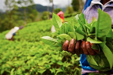 Como colher plantas medicinais Dicas Cursos CPT Cursos a Distância CPT