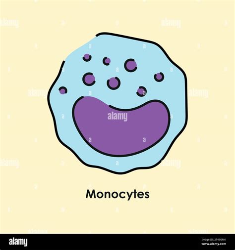 Monocytes Color Icon White Blood Cells In The Blood Vessels Vector