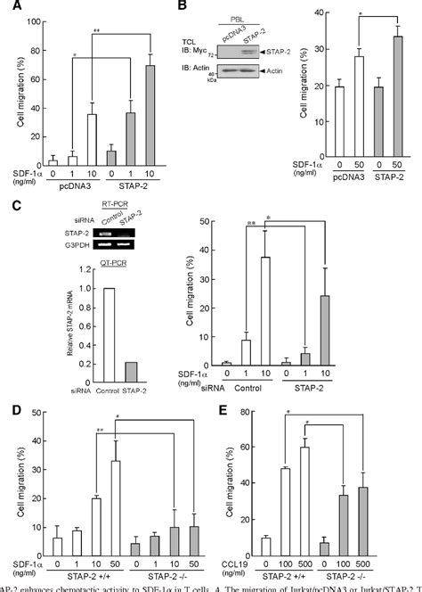 Figure 1 From Induced Chemotaxis In T Cells A Regulates Stromal Cell