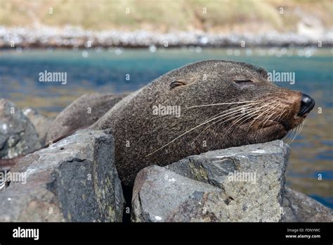 Fur Seal Resting On Rocks New Zealand Stock Photo Alamy