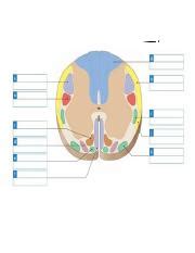 Ch 15 16 A P Spinal Tracts Docx Descending Tracts A Lateral