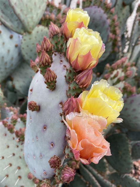 made my first cactus garden! : cactus