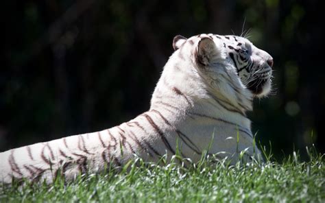 Tiger Wallpapers White Tiger Hd Wallpapers