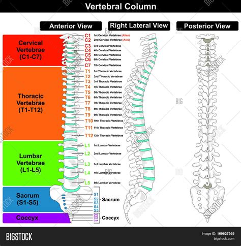 Vertebral Column Spine Structure Image And Photo Bigstock