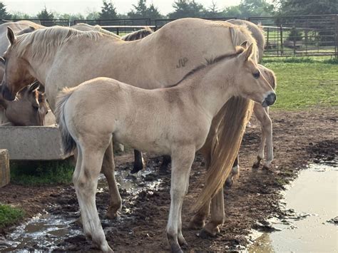 Horses For Sale | JNP Horses | Hugo, Oklahoma