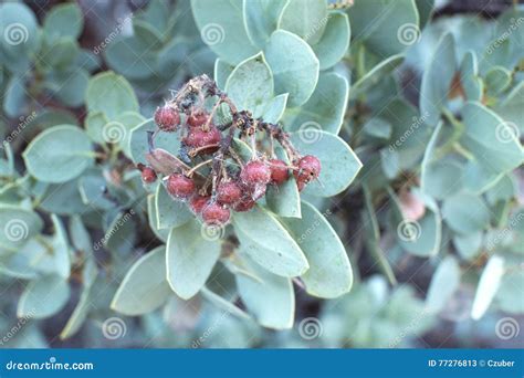 Big Berry Manzanita Fruit Stock Photos Free And Royalty Free Stock