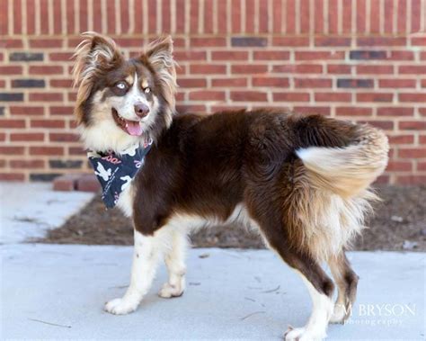 Fox the Australian Shepherd - DogPerDay