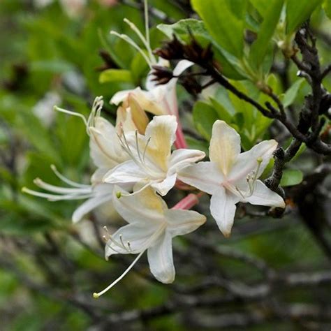 17 Stunning Flowers with White Bells | Balcony Garden Web