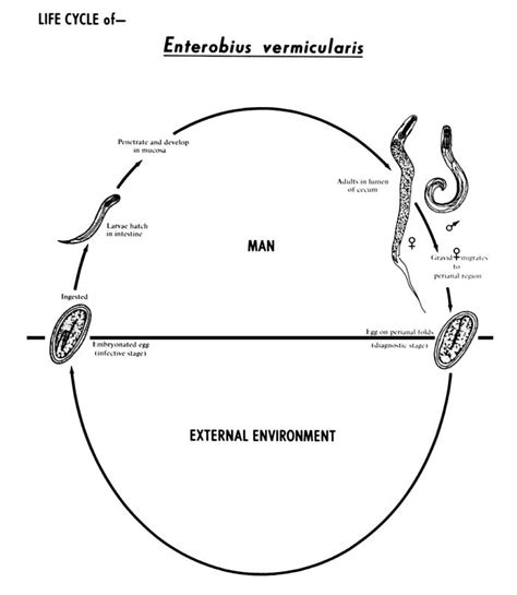 Nematode Diagram